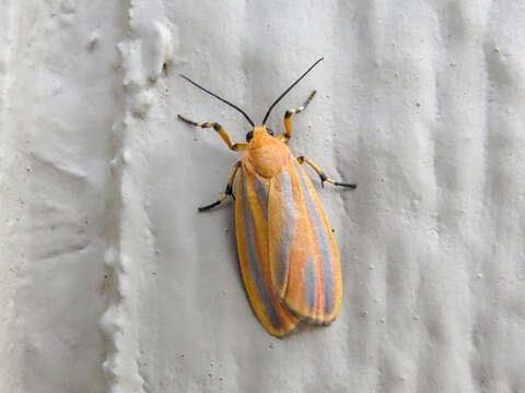 Image of Painted Lichen Moth