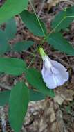 Clitoria mariana var. mariana resmi