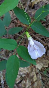 Clitoria mariana var. mariana resmi