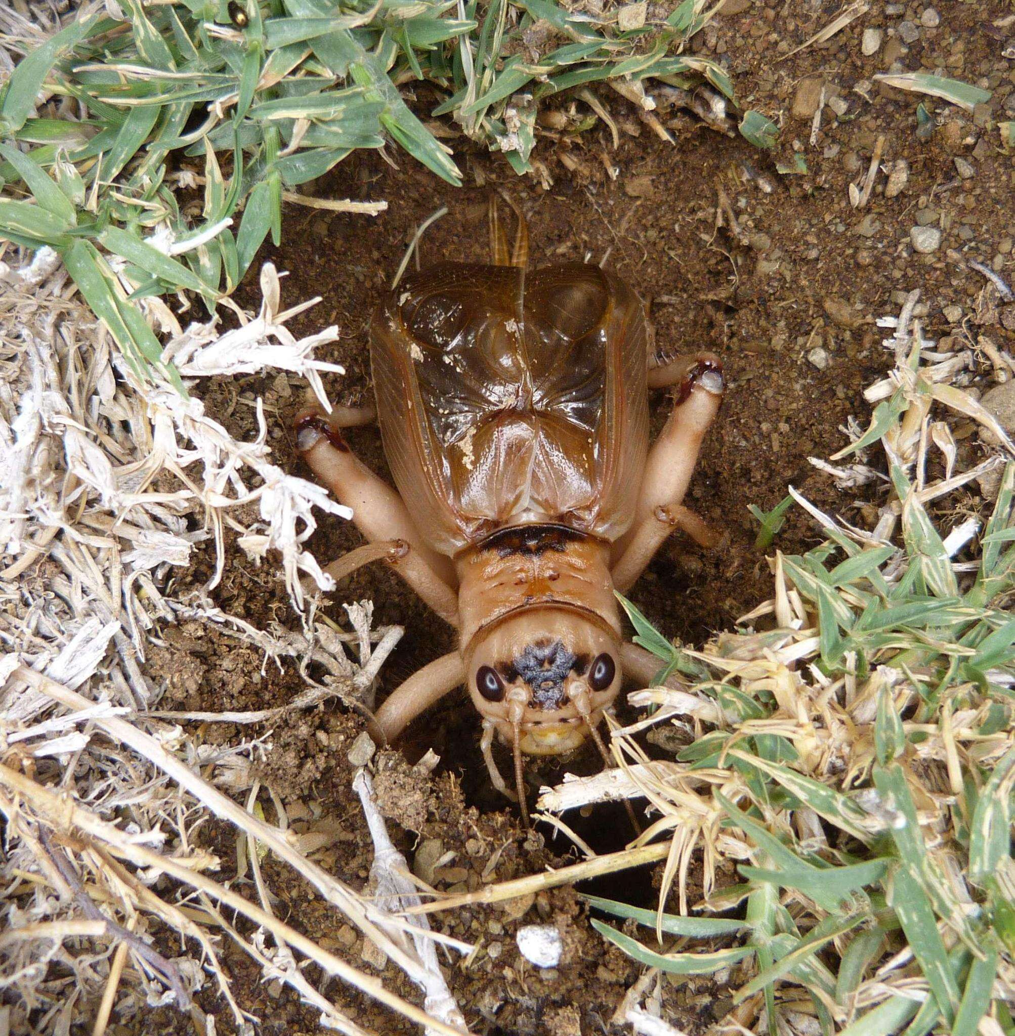 Image of Brachytrupes membranaceus (Drury 1770)