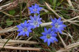 صورة Gentiana thunbergii var. thunbergii