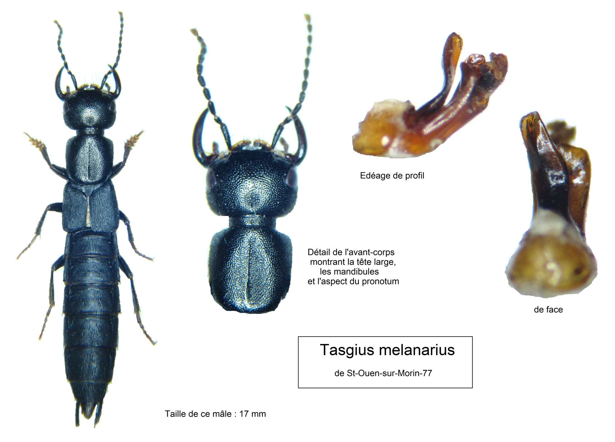 Tasgius (Rayacheila) melanarius (Heer 1839) resmi