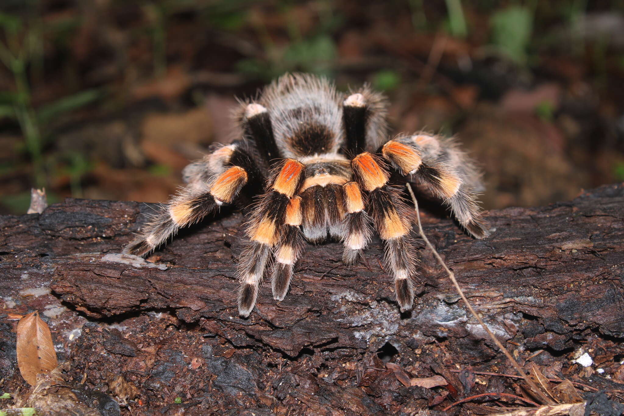 Image of Mexican Red Knee Tarantula