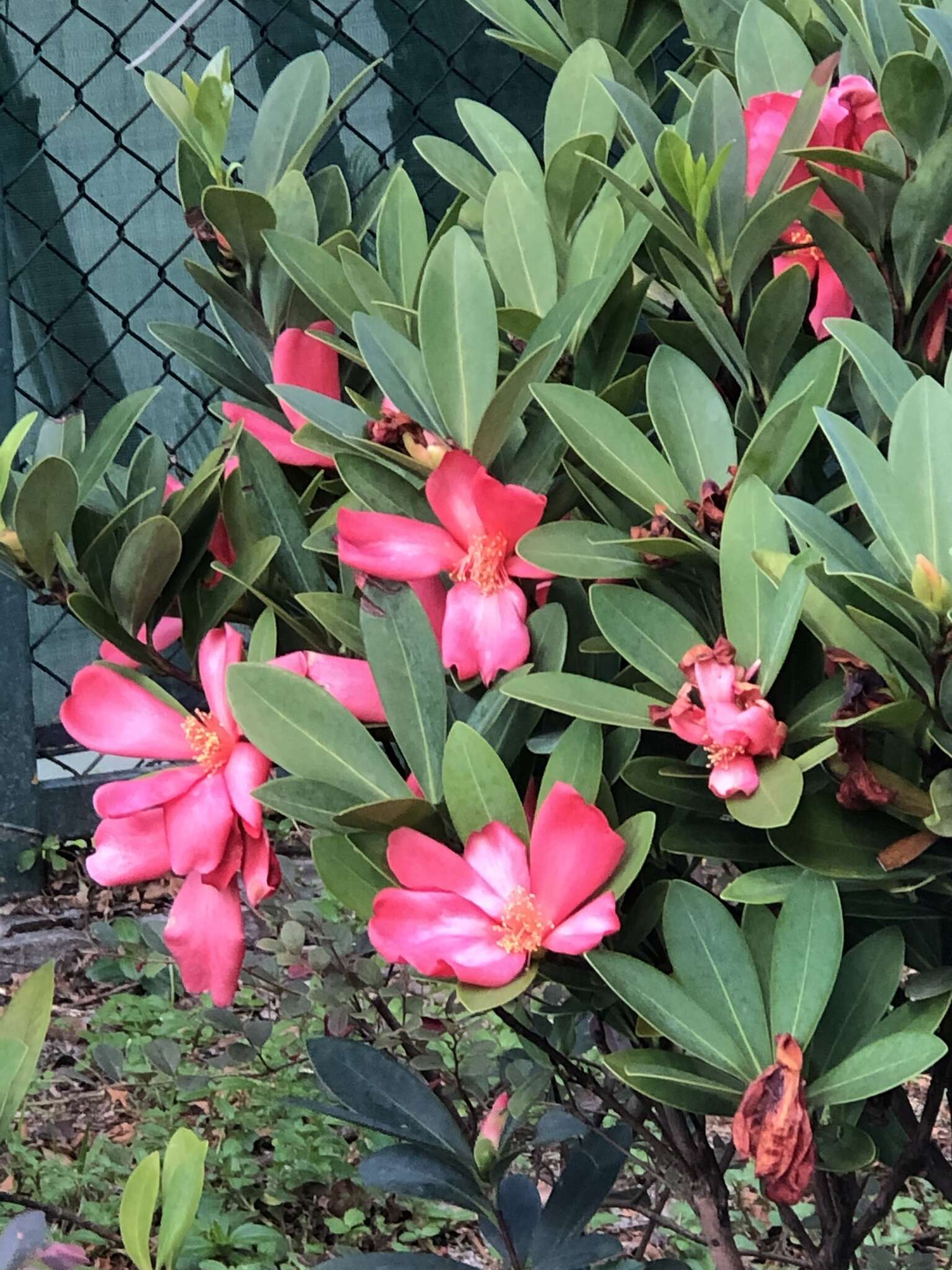 Image of Camellia azalea C. F. Wei