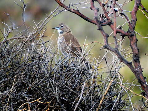 Image of White-throated Cacholote