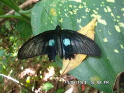 صورة Parides eurimedes (Stoll 1782)