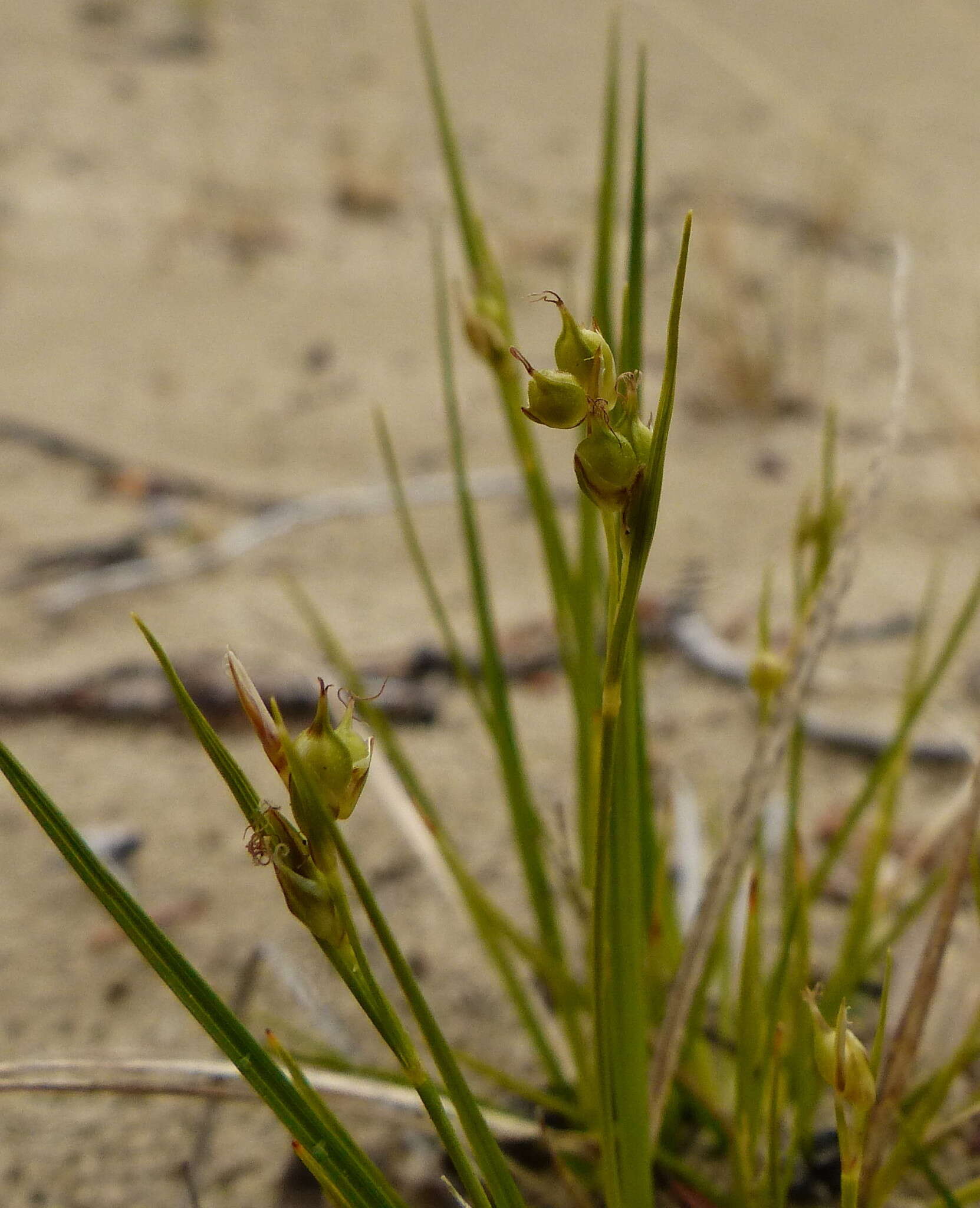 Image of Ross' Sedge