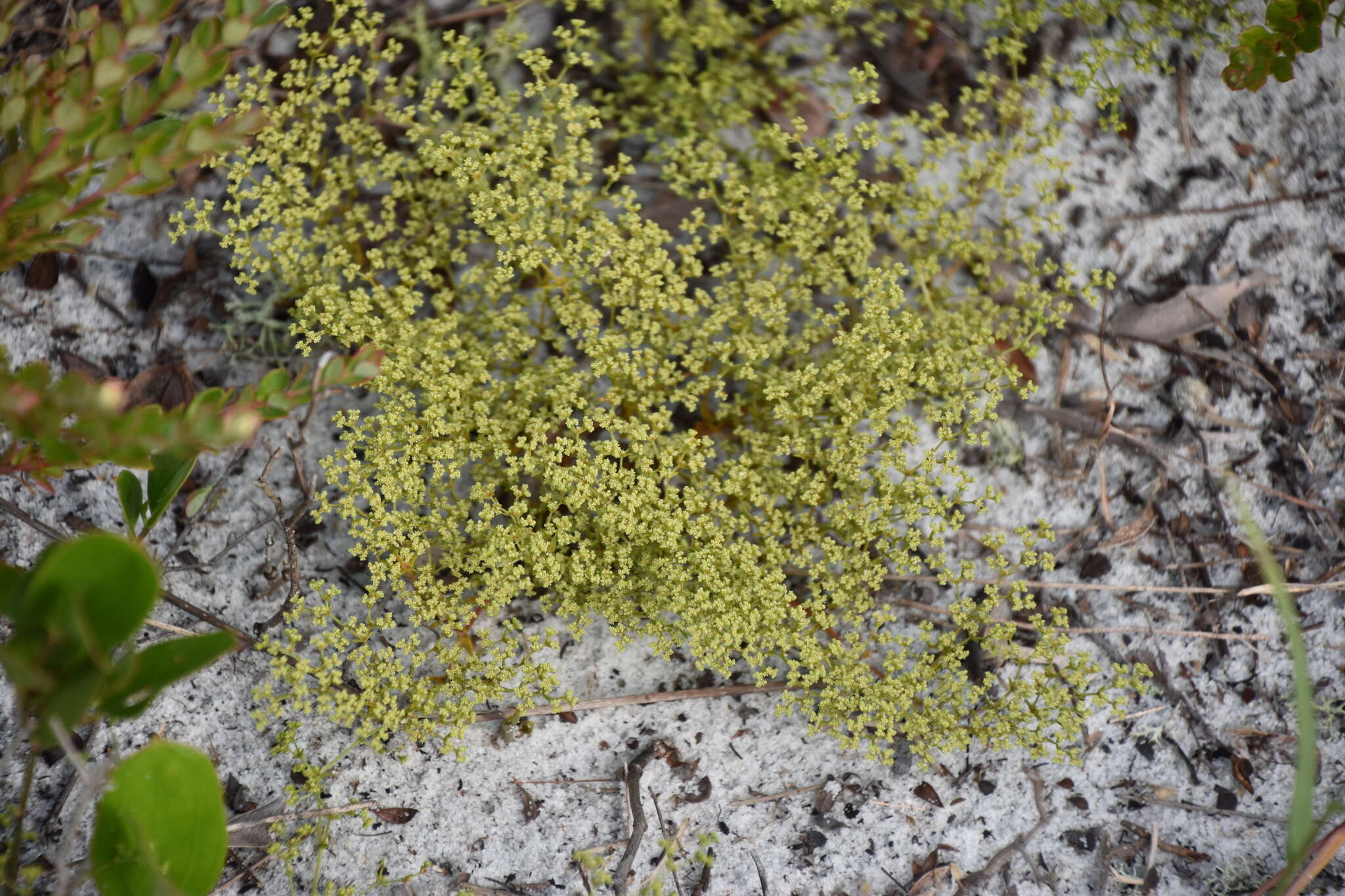 Image of paper nailwort