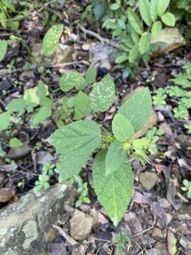 Image of gingerbush