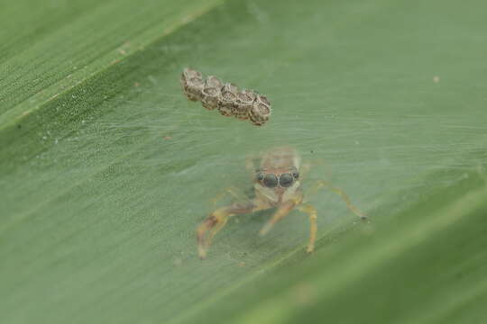 Image of Indopadilla insularis