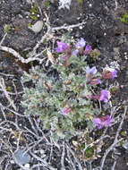 Image de Oxytropis czukotica Jurtzev