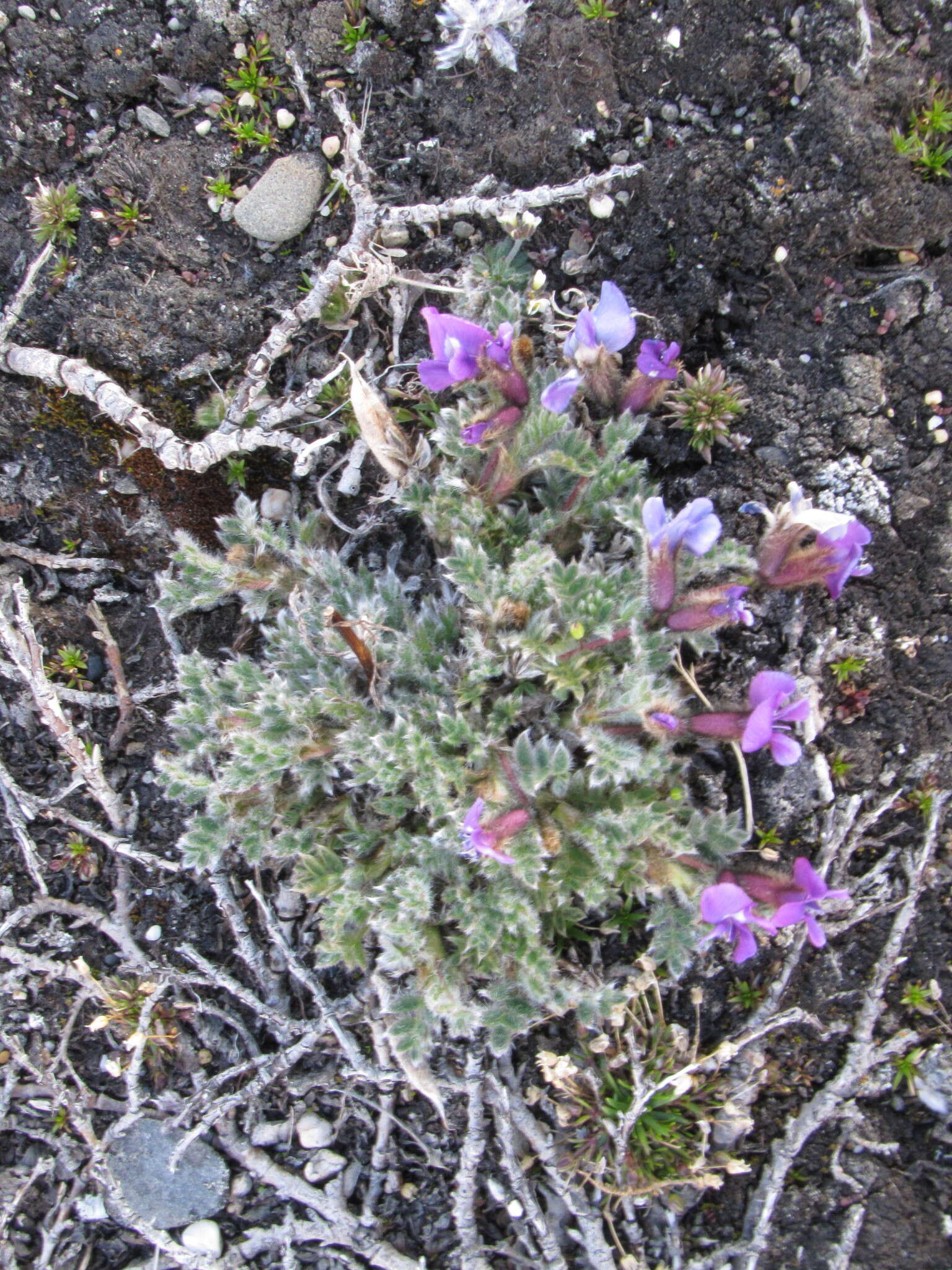 Image of Chukotka locoweed