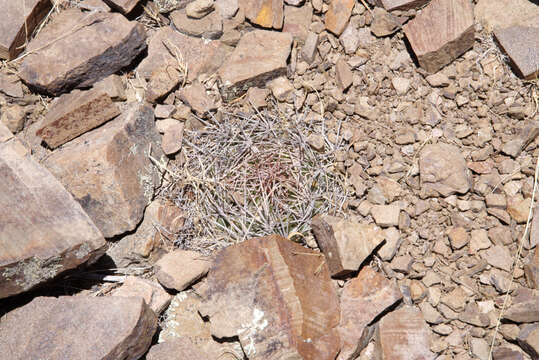 Image of Rebutia neocumingii subsp. lanata (F. Ritter) D. R. Hunt