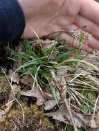 Image of hairy woodrush