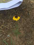 Image of Arizona Sneezeweed