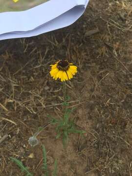 Image of Arizona Sneezeweed