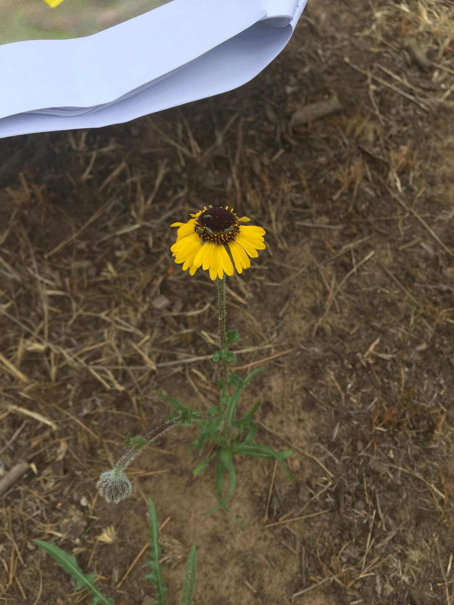 Image of Arizona Sneezeweed