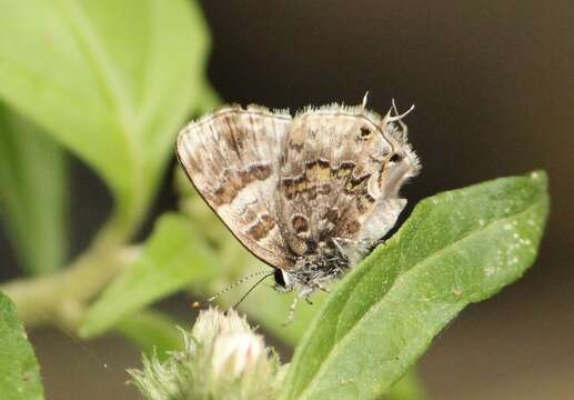 Image of <i>Aubergina vanessoides</i>