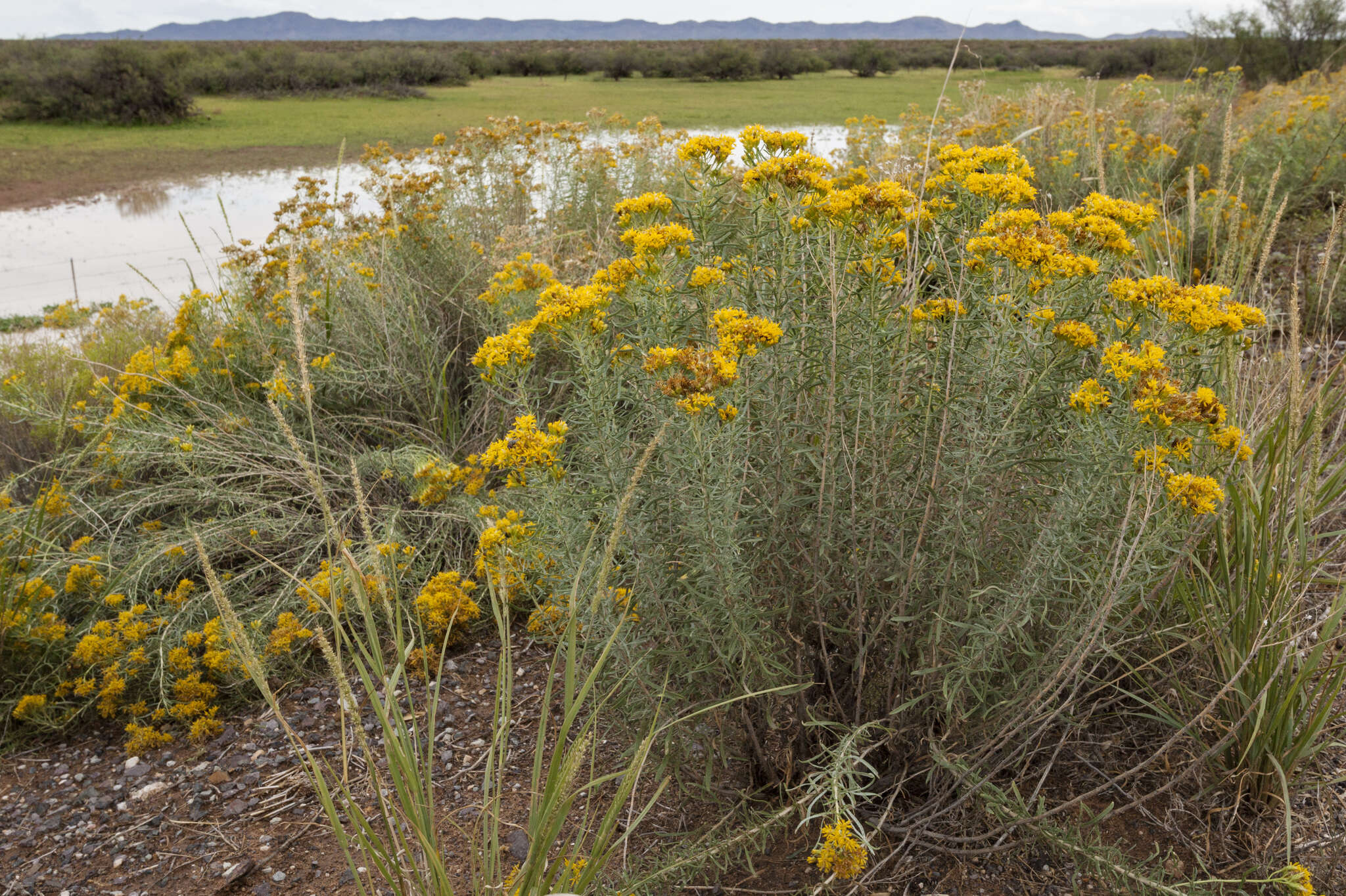 Image of southern goldenbush