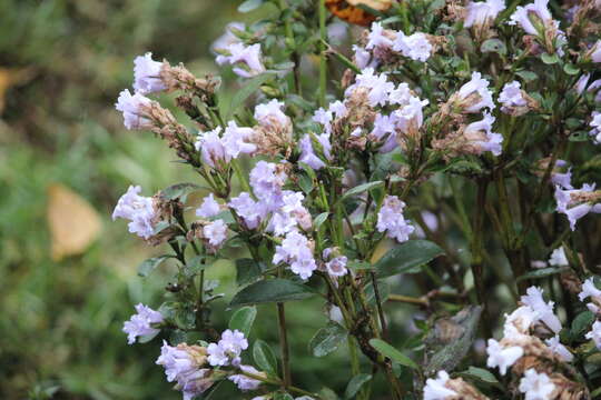 Strobilanthes kunthianus (Wall. ex Nees) T. Anders. ex Benth. resmi