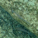 Image of Xenotilapia leptura (Boulenger 1901)