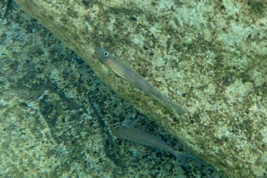 Image of Xenotilapia leptura (Boulenger 1901)