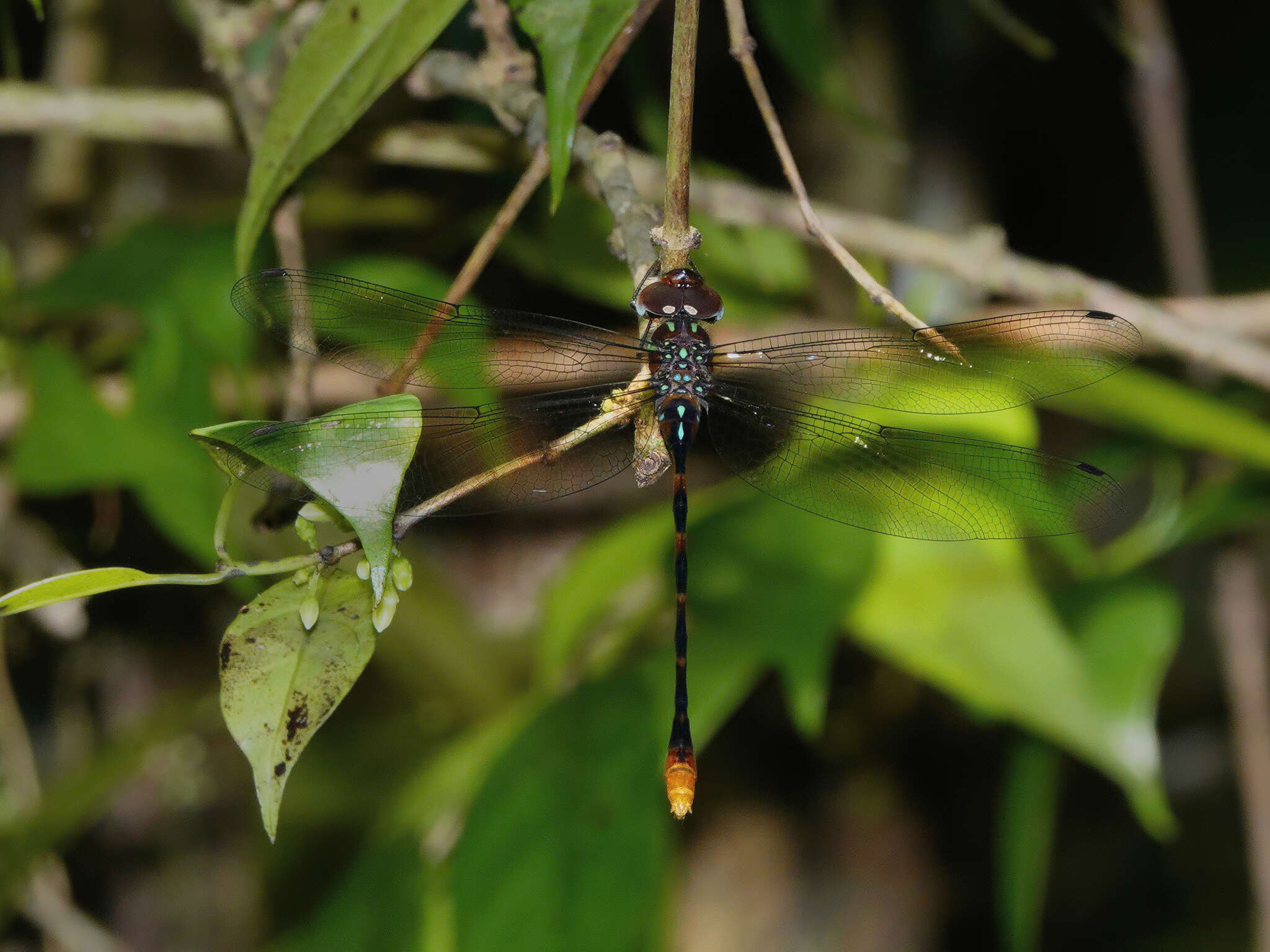 Image of Ochre-tipped Darner