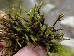 Image of streamside schistidium moss