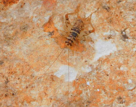 Image of Gryllomorpha (Gryllomorphella) uclensis Pantel 1890