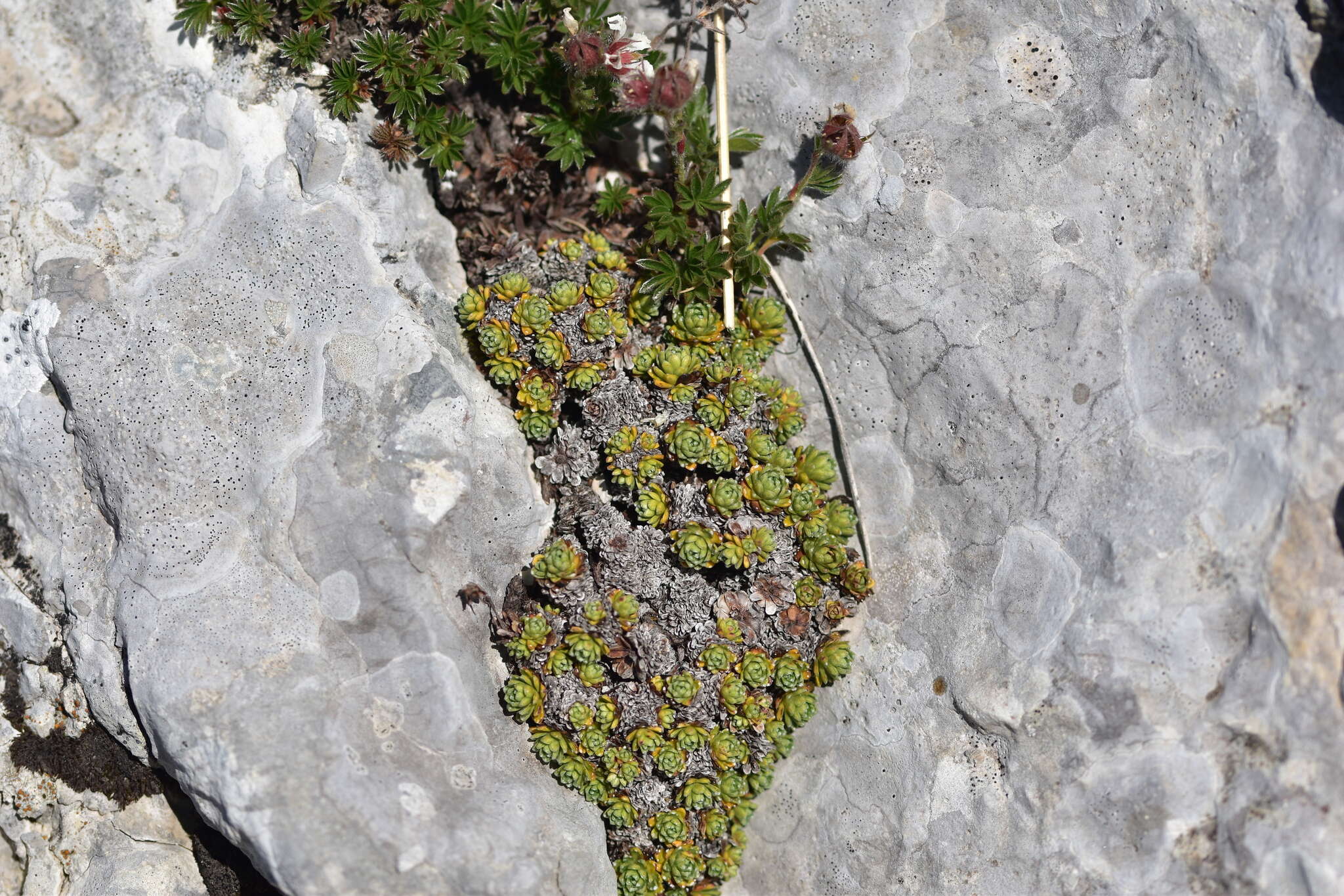 Image of Saxifraga marginata Sternb.