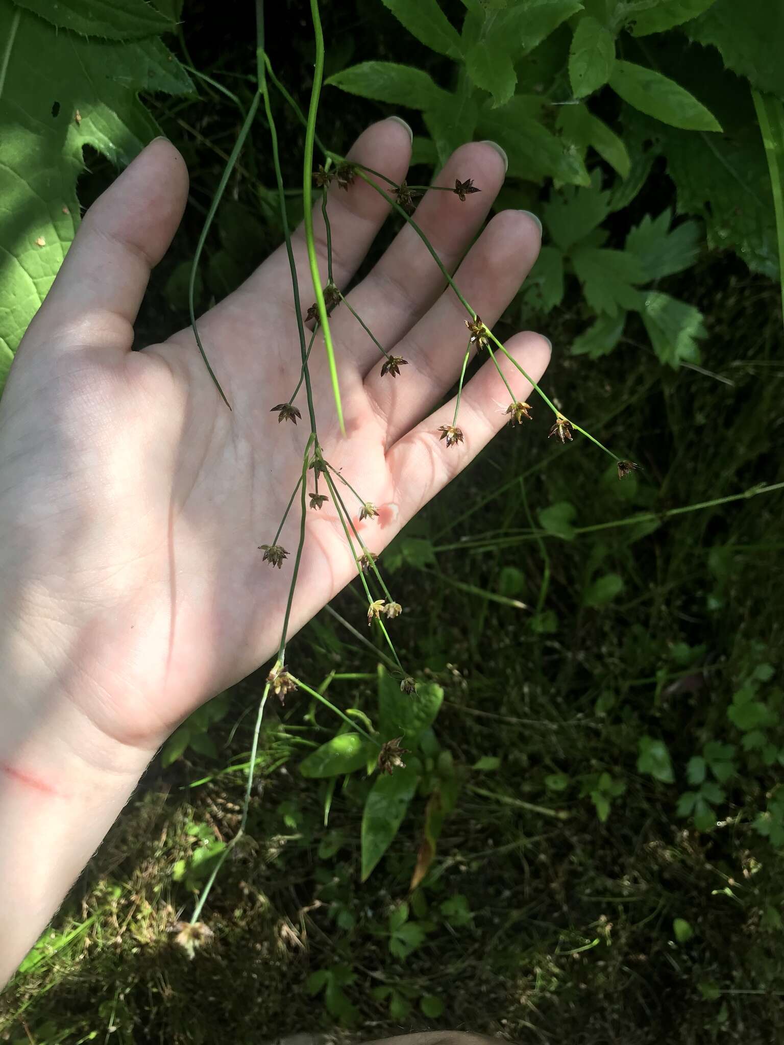 Imagem de Juncus alpinoarticulatus Chaix