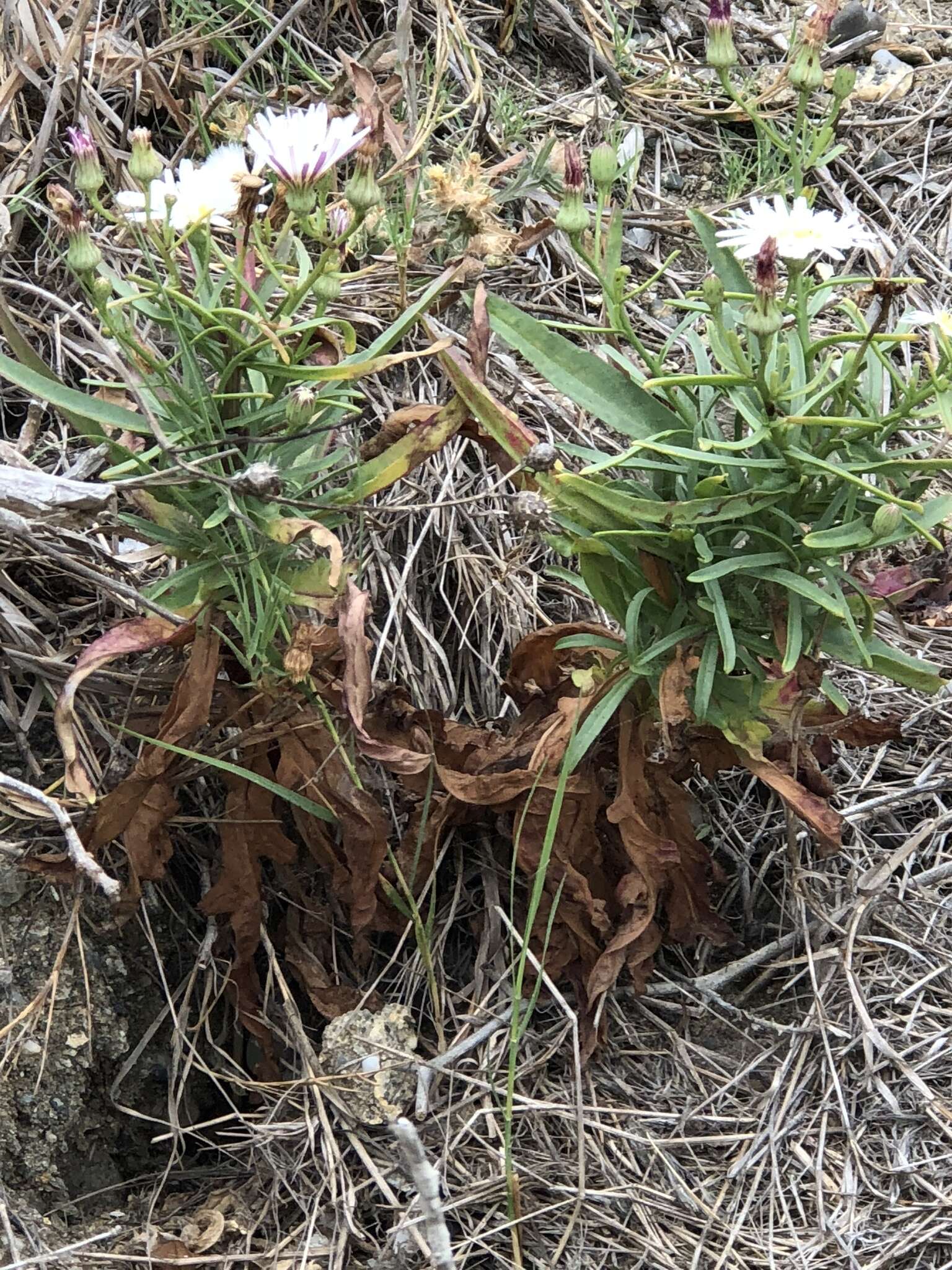 Plancia ëd <i>Malacothrix <i>saxatilis</i></i> var. saxatilis