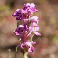 Image of Disa tenella subsp. tenella