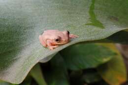 Image of Dendropsophus bogerti (Cochran & Goin 1970)