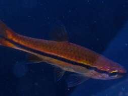 Слика од Rasbora einthovenii (Bleeker 1851)