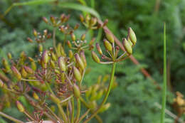 Слика од Lomatium salmoniflorum (Coult. & Rose) Mathias & Constance