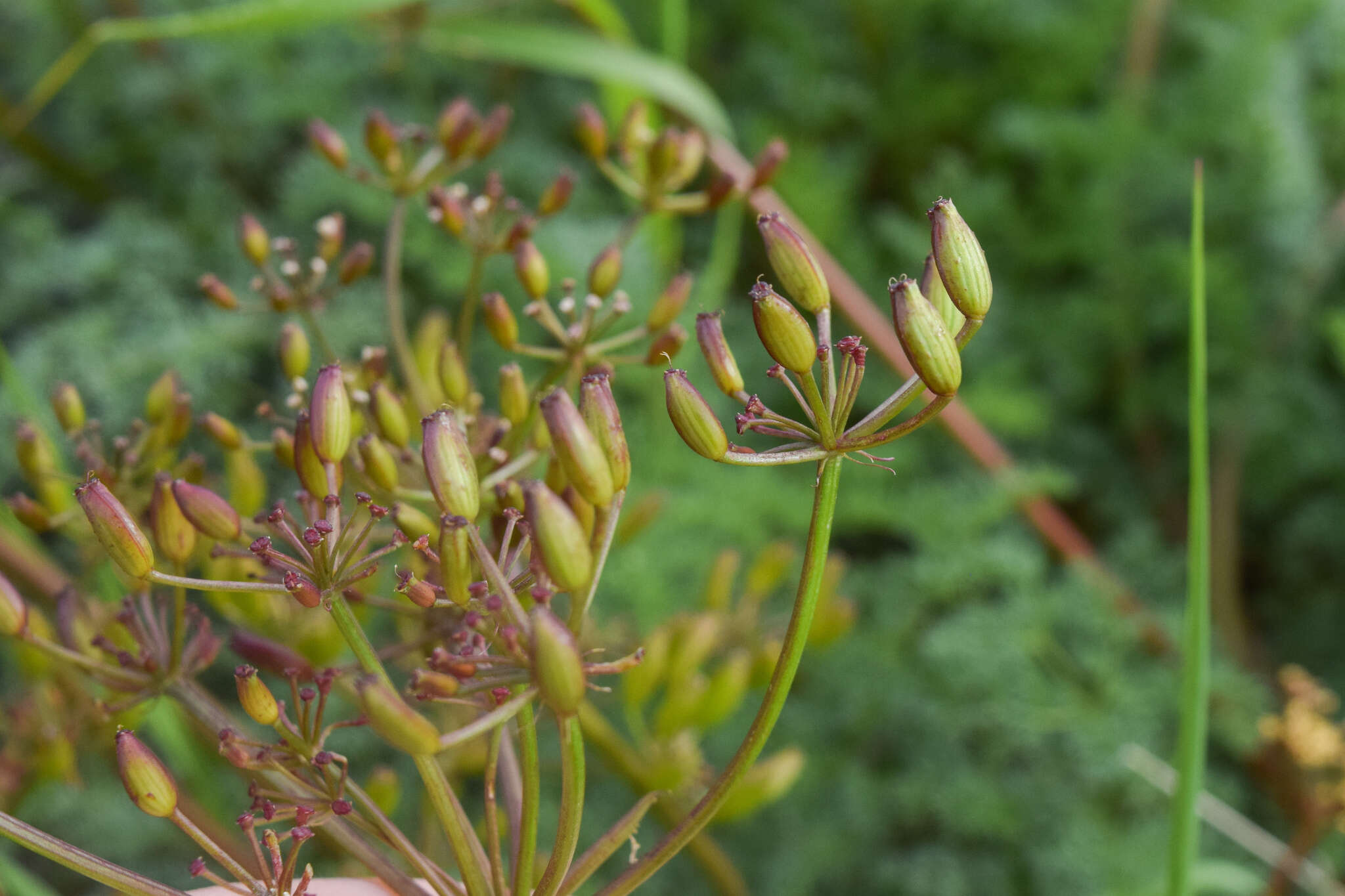 Слика од Lomatium salmoniflorum (Coult. & Rose) Mathias & Constance