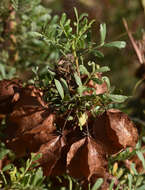 Image de Dodonaea physocarpa F. Müll.