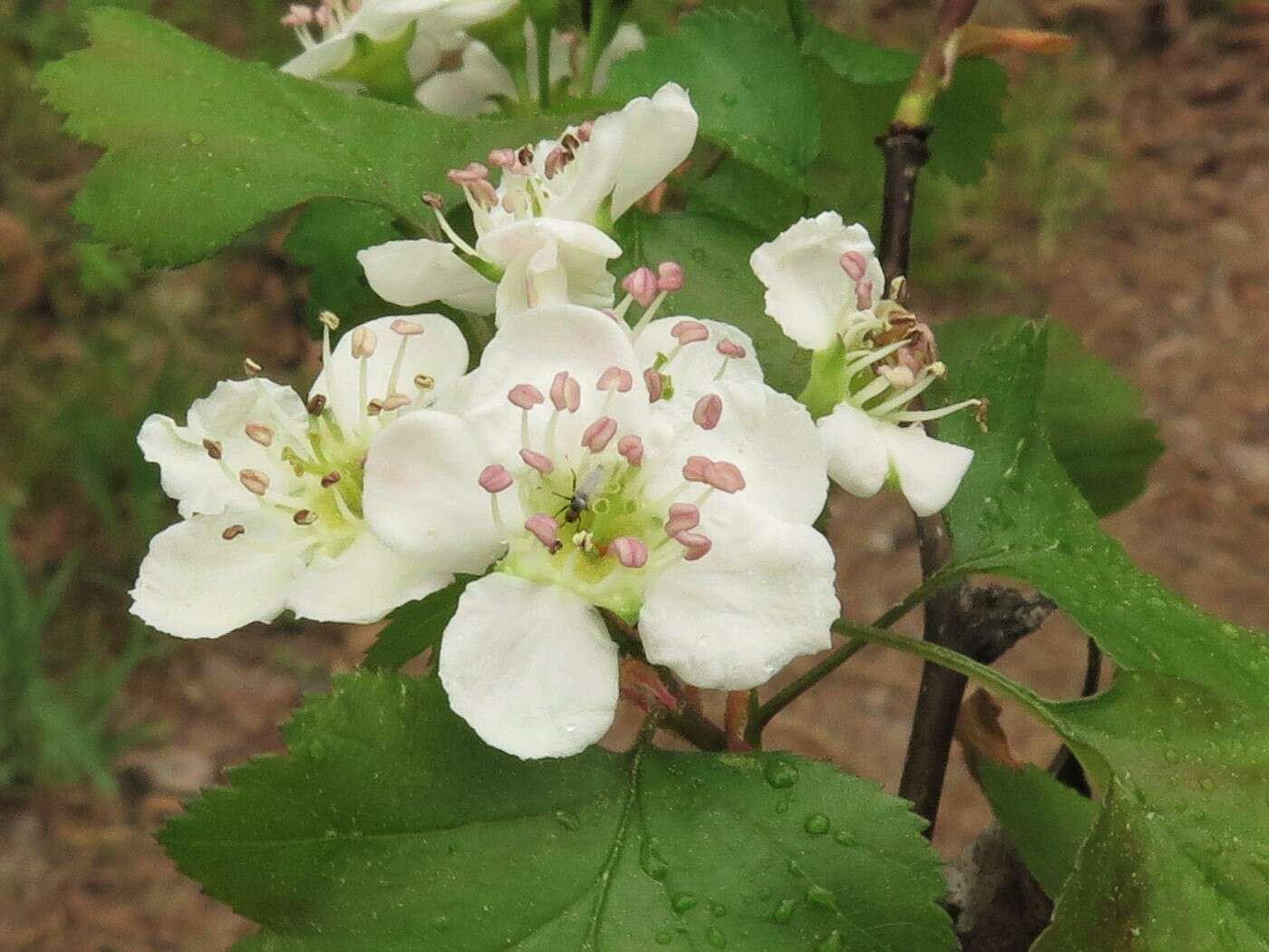 Imagem de Crataegus pruinosa var. gattingeri (Ashe) Lance