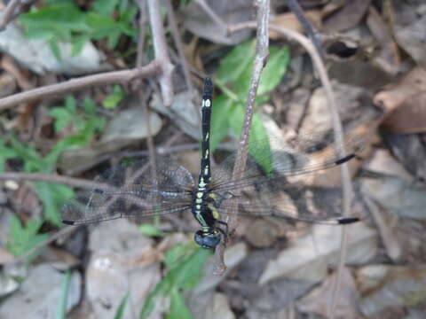 Image of Neodythemis klingi (Karsch 1890)