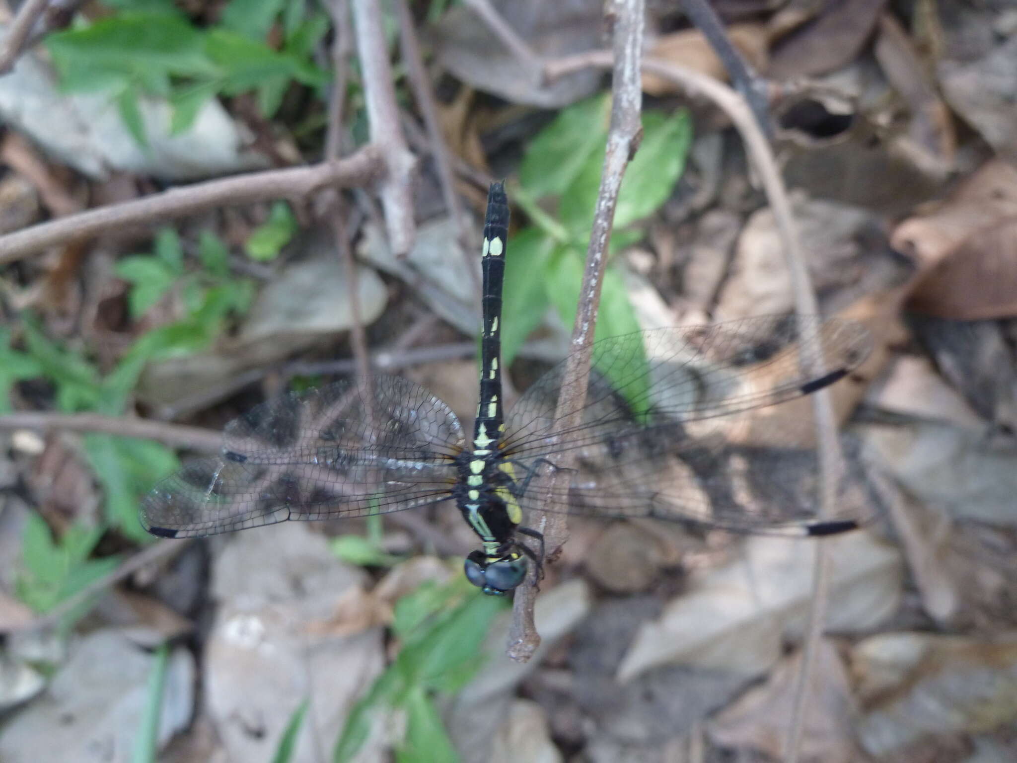 Imagem de Neodythemis klingi (Karsch 1890)