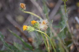 Image of Horned Dandelion