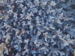 Image of spine coral