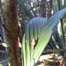 Image of Andriana pyramidata Rehn & J. A. G. 1929