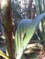 Image of Andriana pyramidata Rehn & J. A. G. 1929