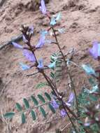 Sivun Astragalus preussii A. Gray kuva