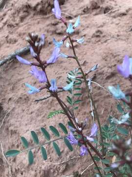 Imagem de Astragalus preussii A. Gray