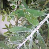 Image of Psyllid