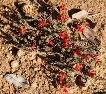 Image of Red Leschenaultia