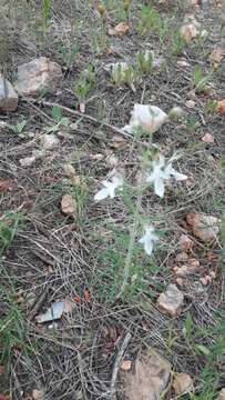 Image of Teucrium pseudochamaepitys L.